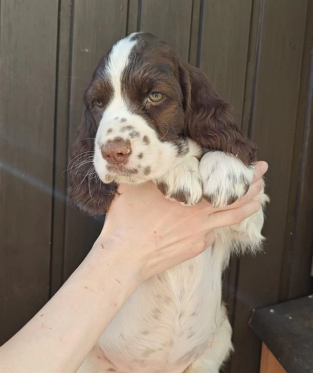 Dogs from Kennel Unlock