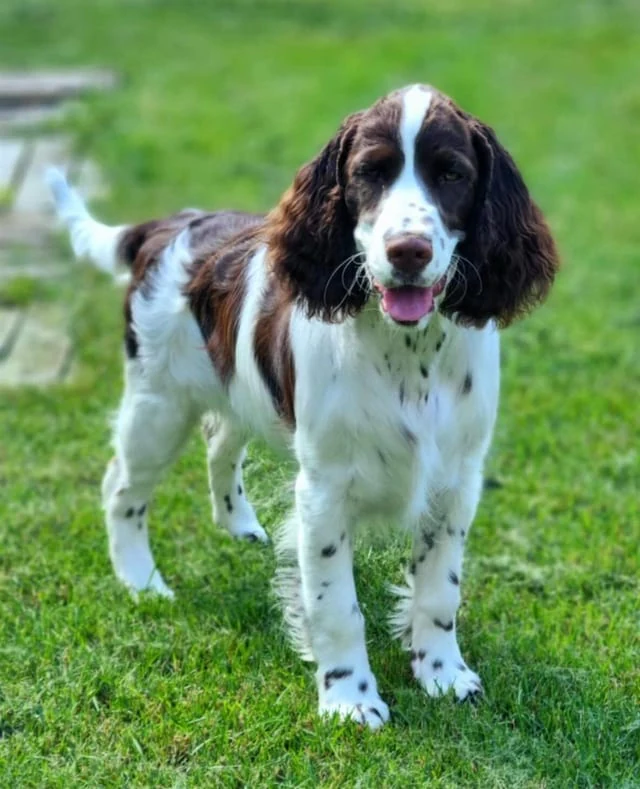 Dogs from Kennel Unlock