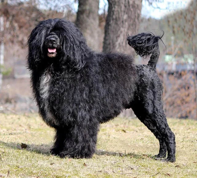 Dogs from Kennel Unlock